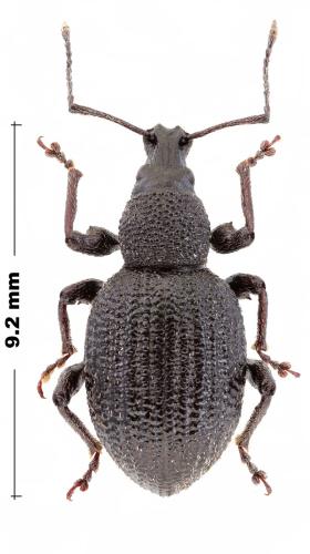 Réf. 317 342 : Otiorhynchus sp.